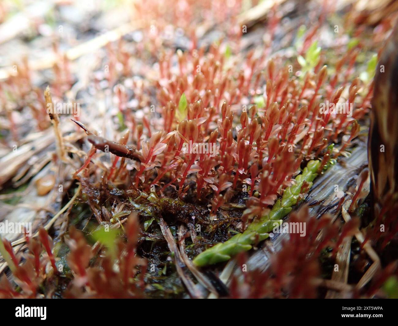 Rhizomnium Moss (Rhizomnium magnifolium) Plantae Banque D'Images