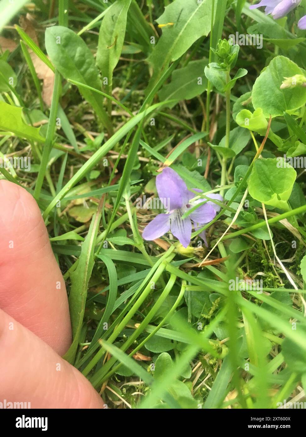 Violet de Labrador (Viola labradorica) Plantae Banque D'Images