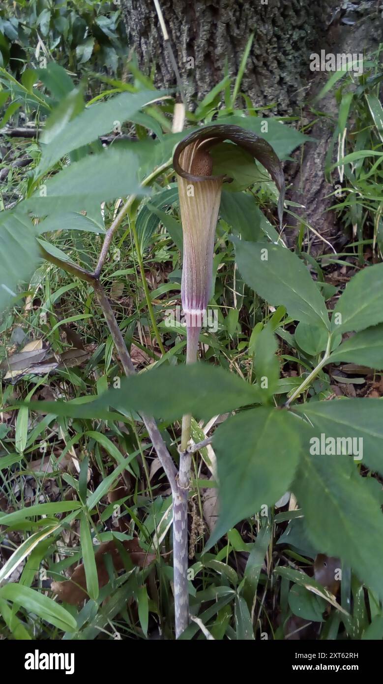 (Arisaema serratum) Plantae Banque D'Images