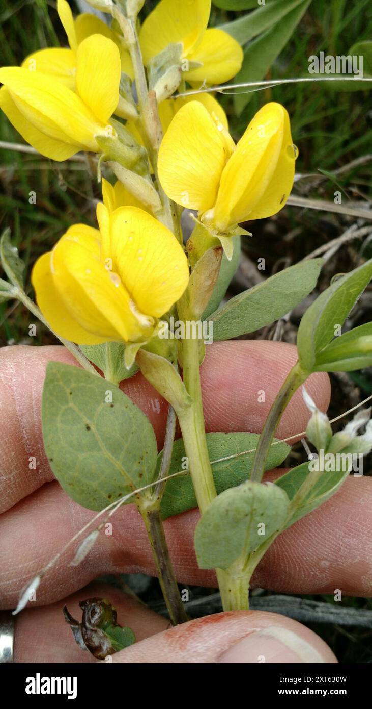 Haricot doré (Thermopsis rhombifolia) Plantae Banque D'Images