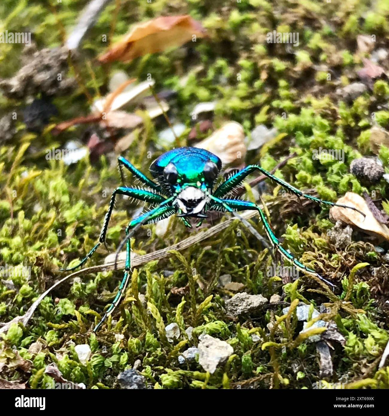 Insecte de coléoptère tigre (Cicindela sexguttata) à six taches Banque D'Images