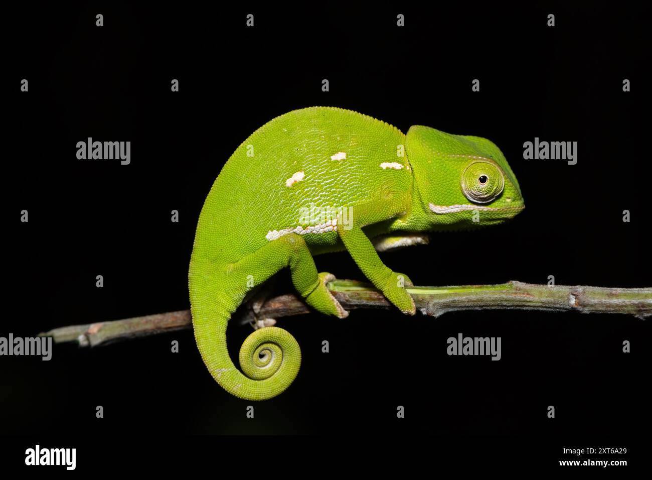 Un beau caméléon à col rabattu (Chamaeleo dilepis) sur une branche par une chaude soirée d’été Banque D'Images