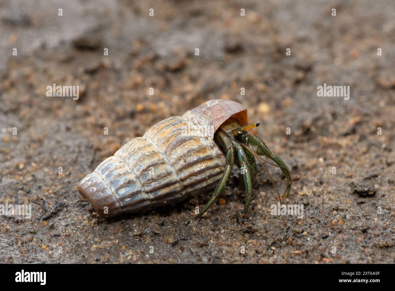 Un mignon crabe ermite habitant la coquille d'un bulot grimpant dans les mangroves le long d'un estuaire Banque D'Images