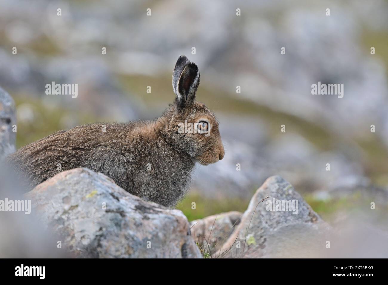 Lièvre de montagne Lepus timidus Banque D'Images