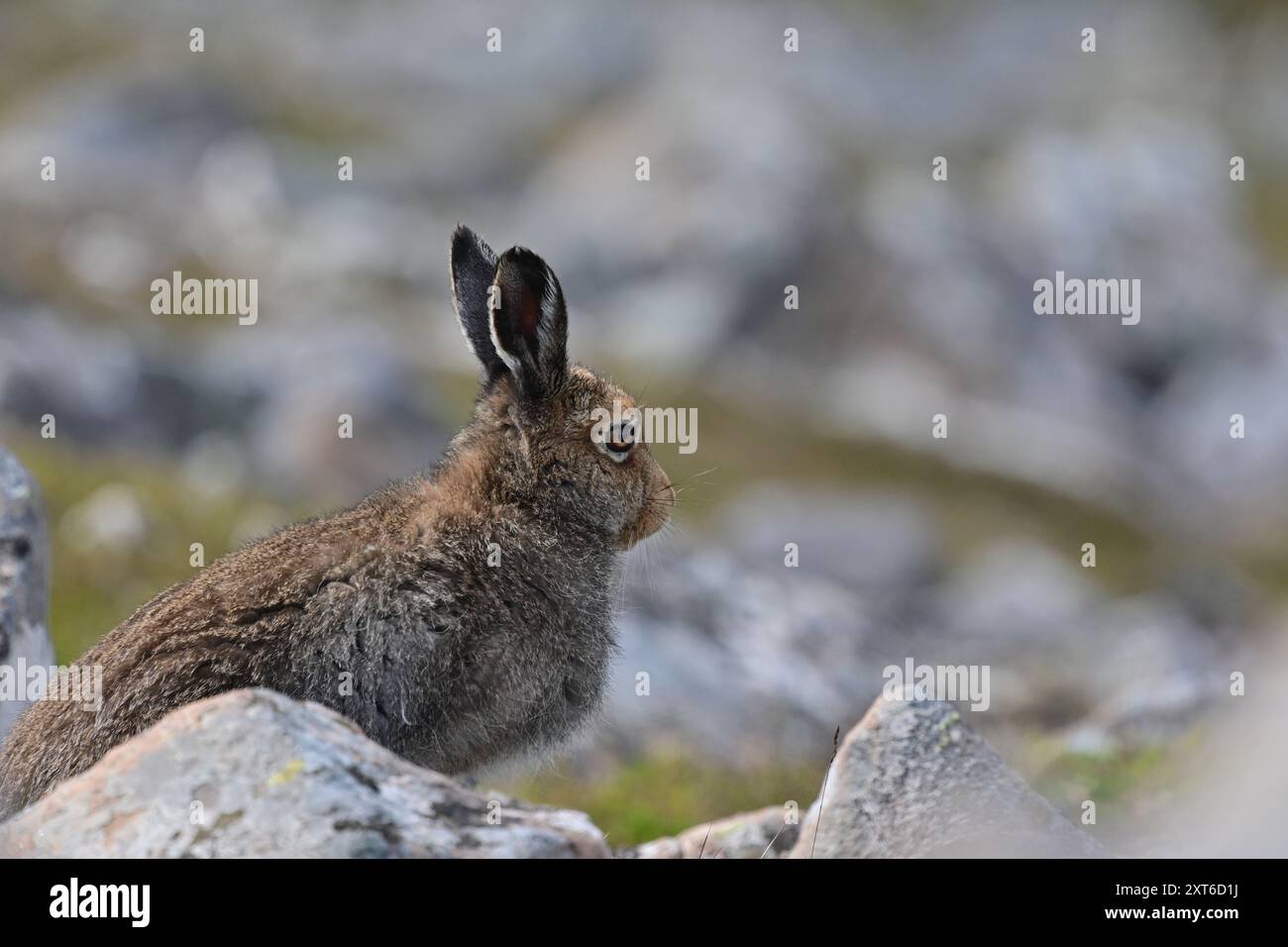 Lièvre de montagne Lepus timidus Banque D'Images