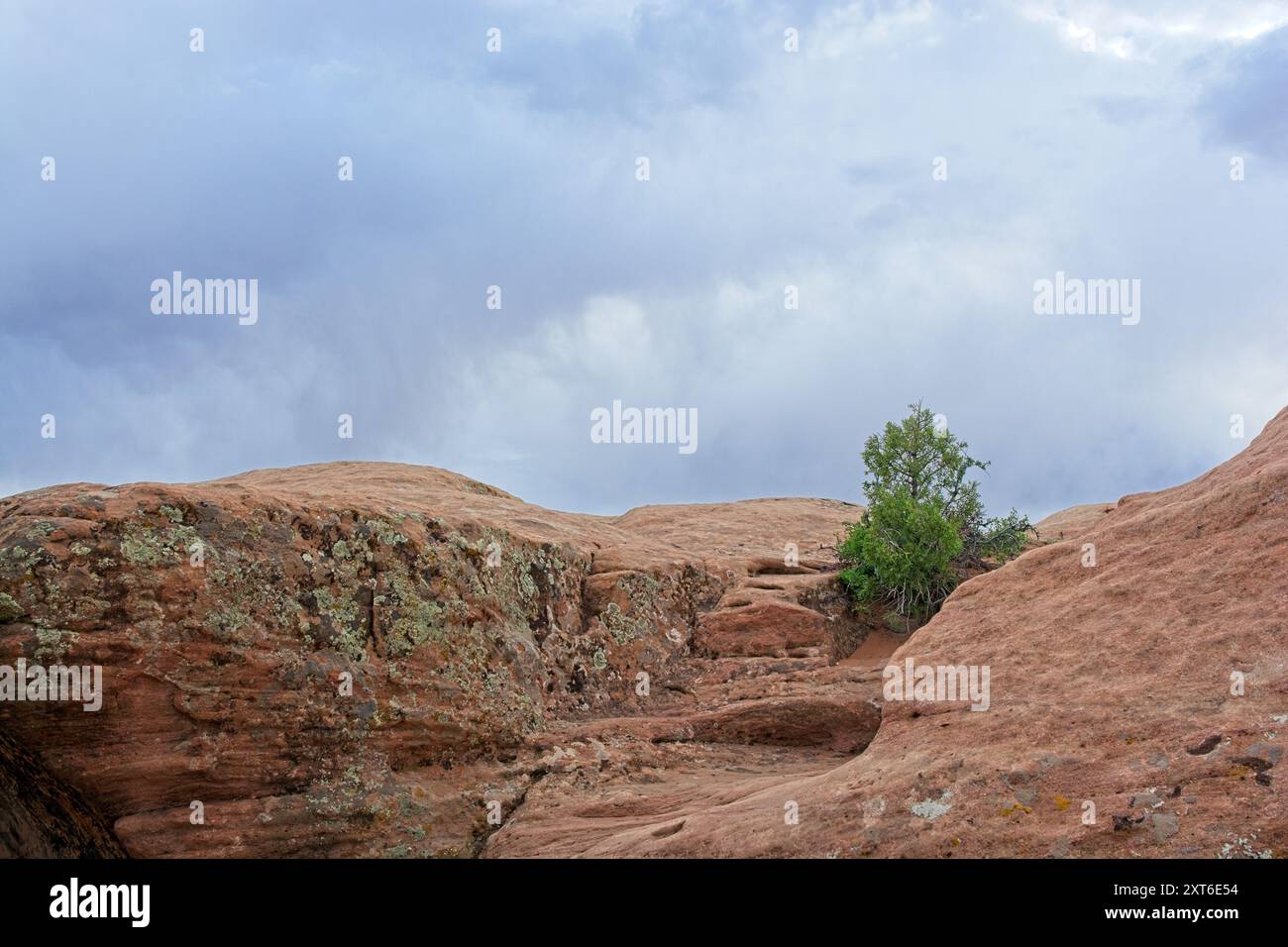 genévrier solitaire prospérant dans une crevasse de formation de grès sur le bord du Canyon de Chelly Banque D'Images