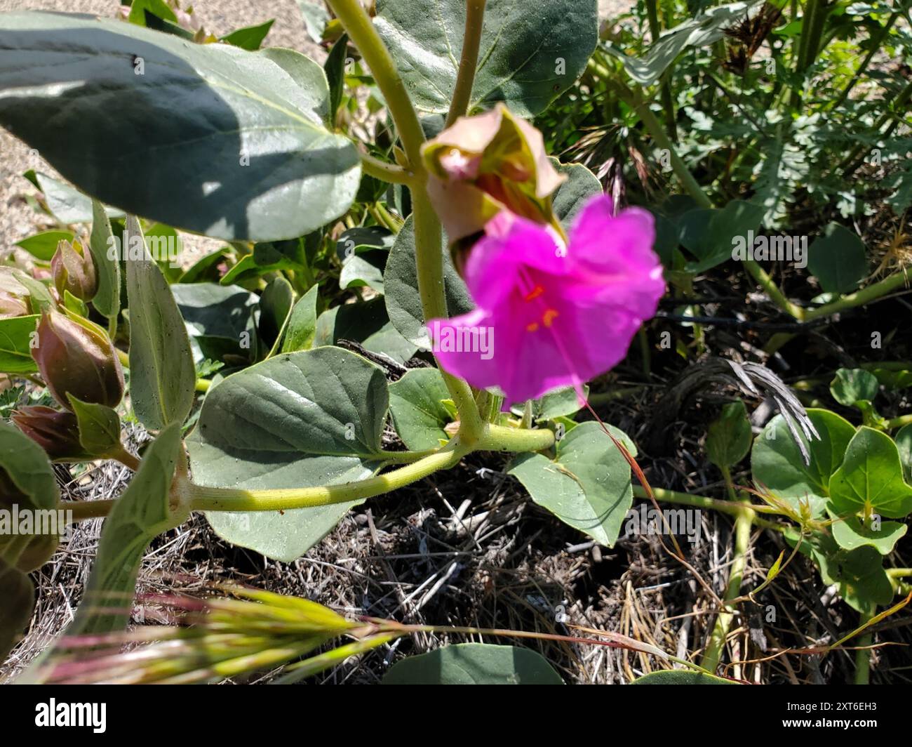 Colorado four o'Clock (mirabilis multiflora) Plantae Banque D'Images