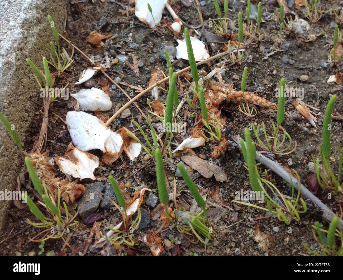 Petite queue de mousette (Myosurus minimus) Plantae Banque D'Images