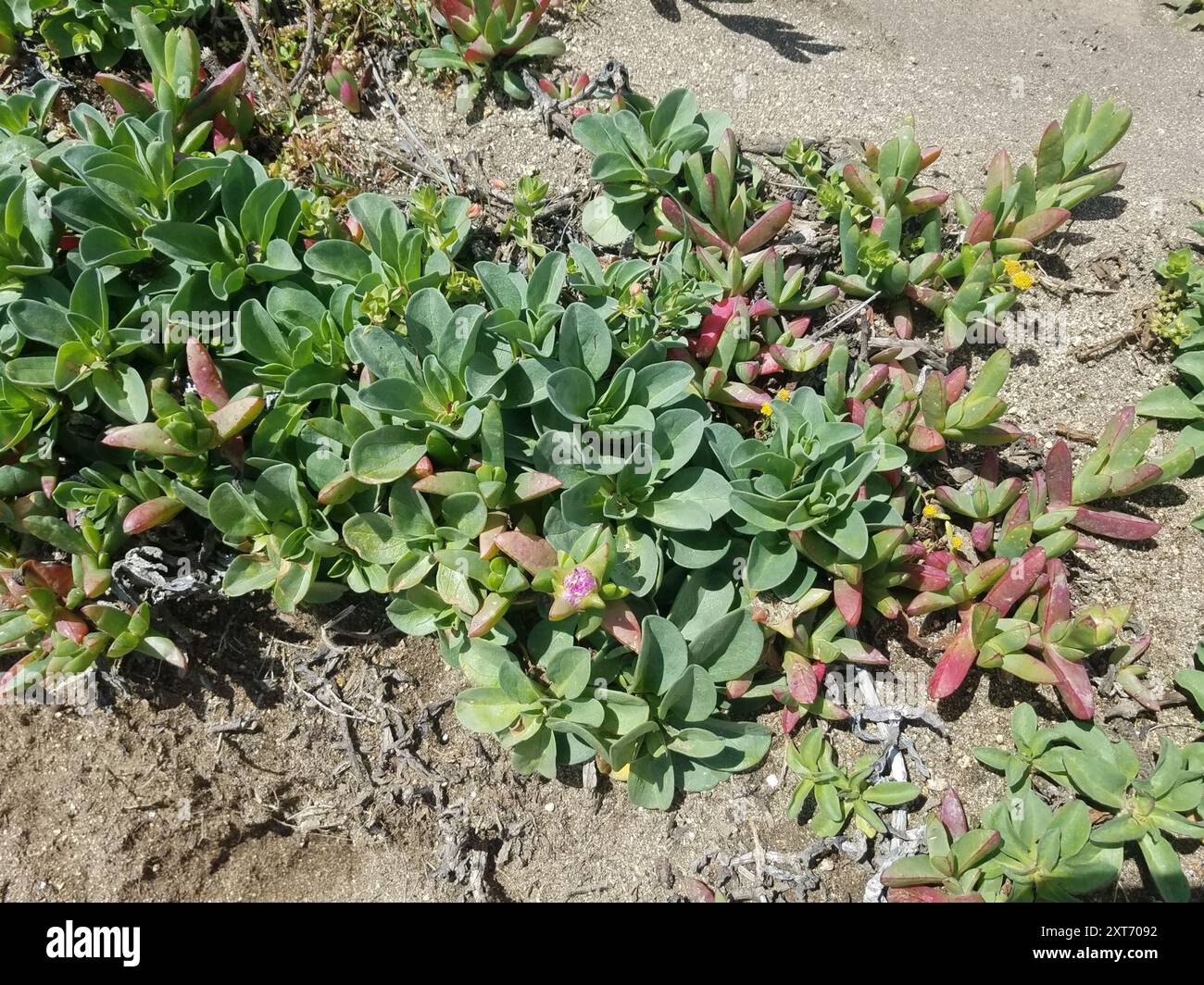 Figue de mer chilienne (Carpobrotus chilensis) Plantae Banque D'Images