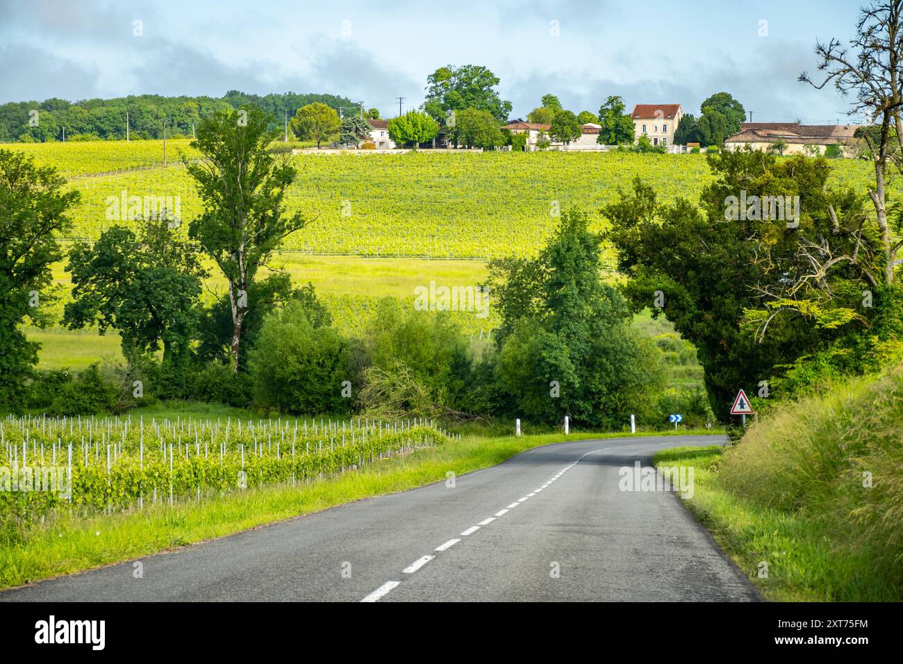 Été sur les vignobles de la région des vins blancs de Cognac, Charente, raisin blanc ugni blanc utilisations pour la distillation des spiritueux forts de Cognac et la vinification, France, Banque D'Images
