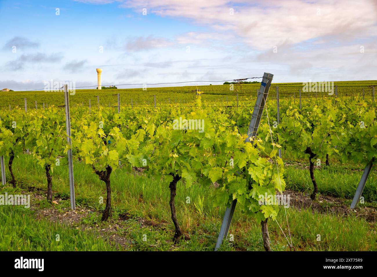 Été sur les vignobles de la région des vins blancs de Cognac, Charente, raisin blanc ugni blanc utilisations pour la distillation des spiritueux forts de Cognac et la vinification, France, Banque D'Images
