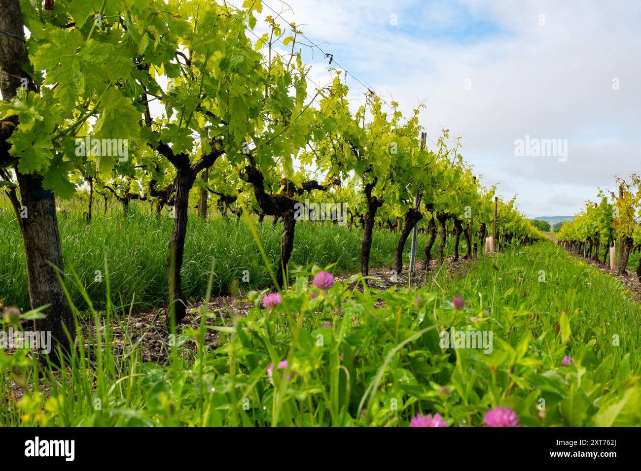 Été sur les vignobles de la région des vins blancs de Cognac, Charente, raisin blanc ugni blanc utilisations pour la distillation des spiritueux forts de Cognac et la vinification, France, Banque D'Images