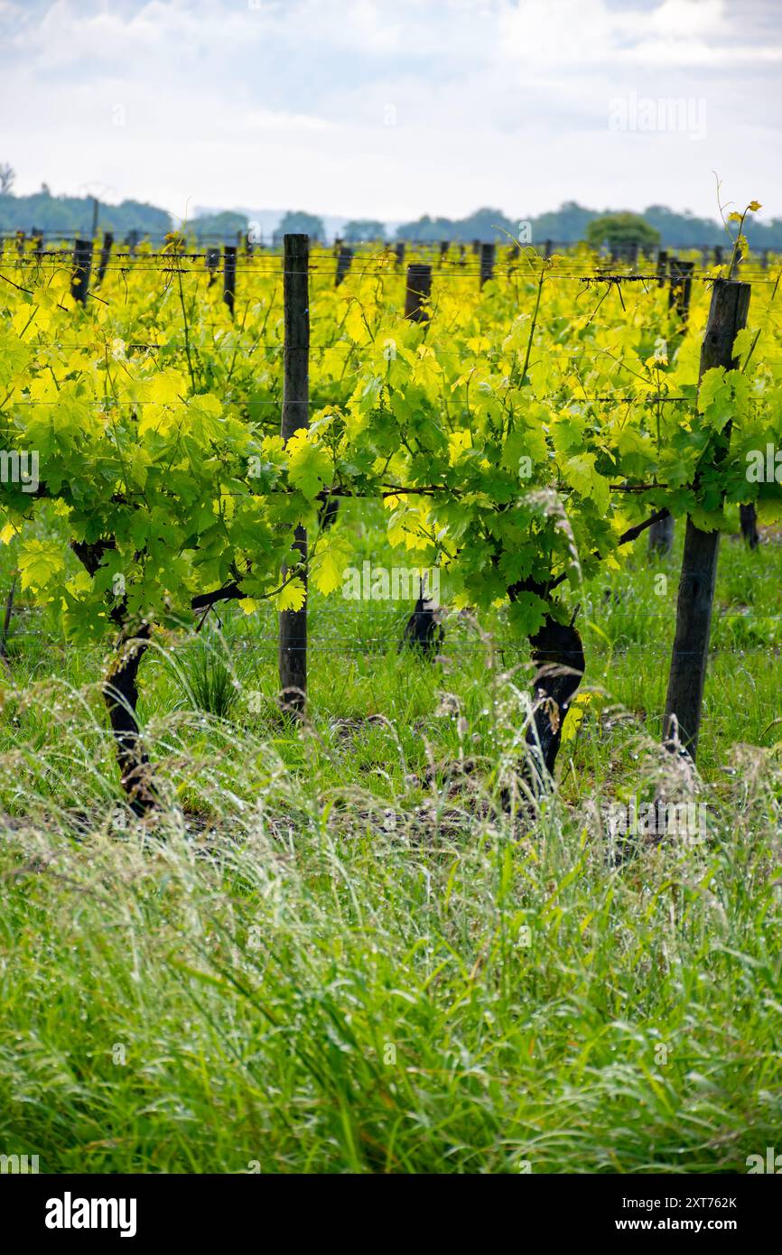 Été sur les vignobles de la région des vins blancs de Cognac, Charente, raisin blanc ugni blanc utilisations pour la distillation des spiritueux forts de Cognac et la vinification, France, Banque D'Images