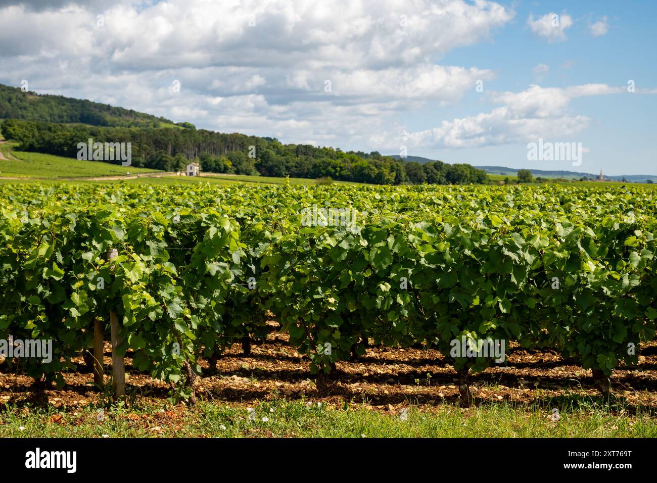 Vignobles verts autour du village de Puligny-Montrachet, Bourgogne, France. Vinification de vin sec blanc de haute qualité à partir de raisins Chardonnay sur grand cru classe vin Banque D'Images