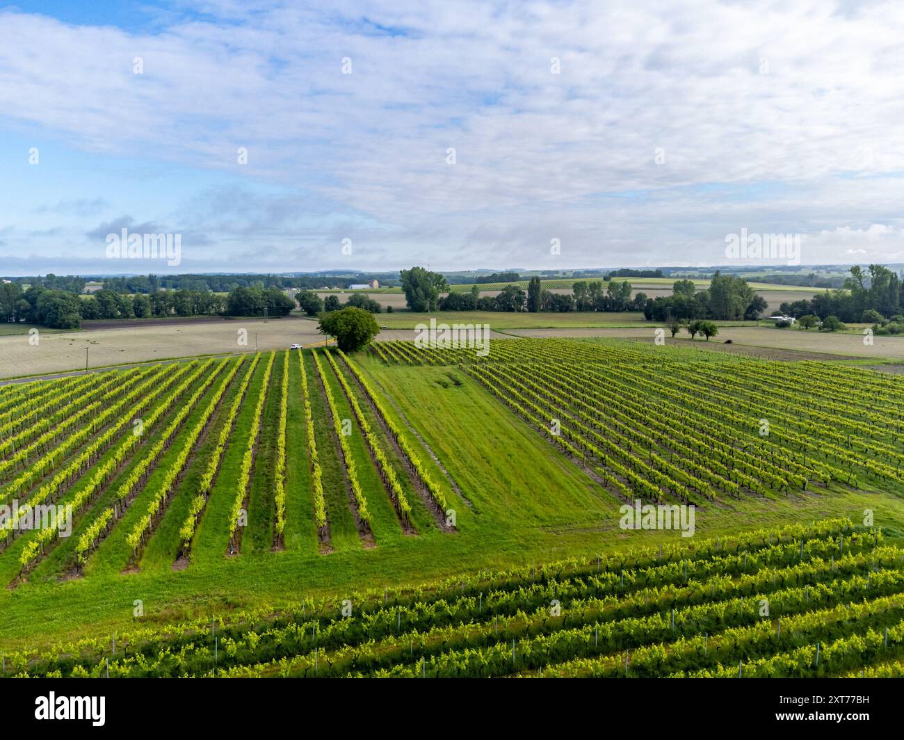 Été sur les vignobles de la région des vins blancs de Cognac, Charente, raisin blanc ugni blanc utilisations pour la distillation des spiritueux forts de Cognac et la vinification, France, Banque D'Images