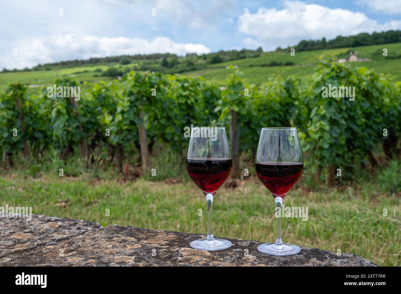 Dégustation de vin rouge pinot noir sur des vignobles grand cru avec croix et murs de pierre en Côte de nuits, élaboration de vin rouge et blanc de Bourgogne célèbre à Bur Banque D'Images