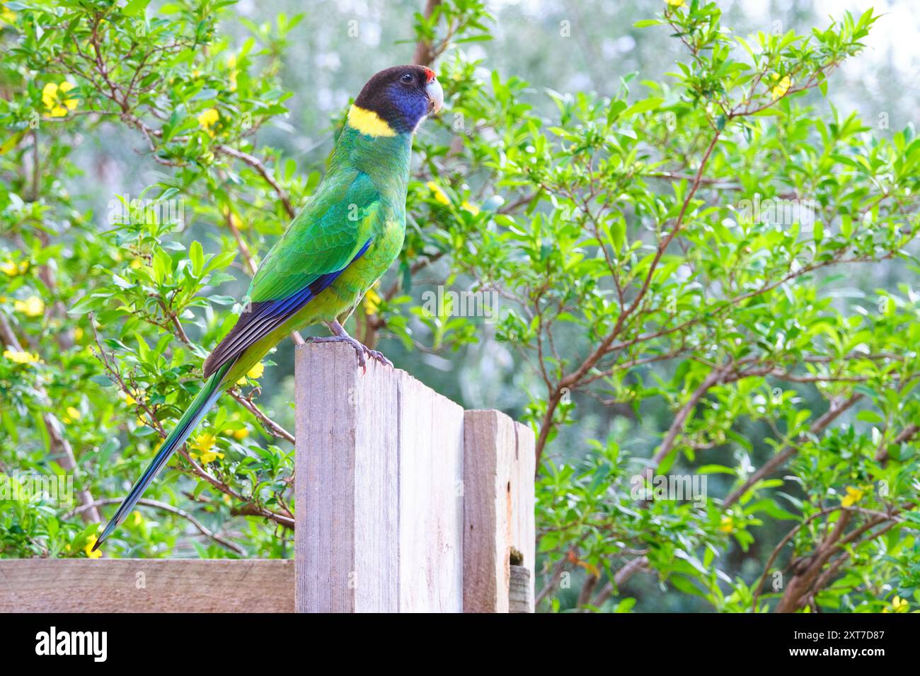 A vingt-huit perroquets, Barnardius zonarius semitorquatus, une sous-espèce du perroquet ringneck australien, Margaret River, Australie occidentale. Banque D'Images