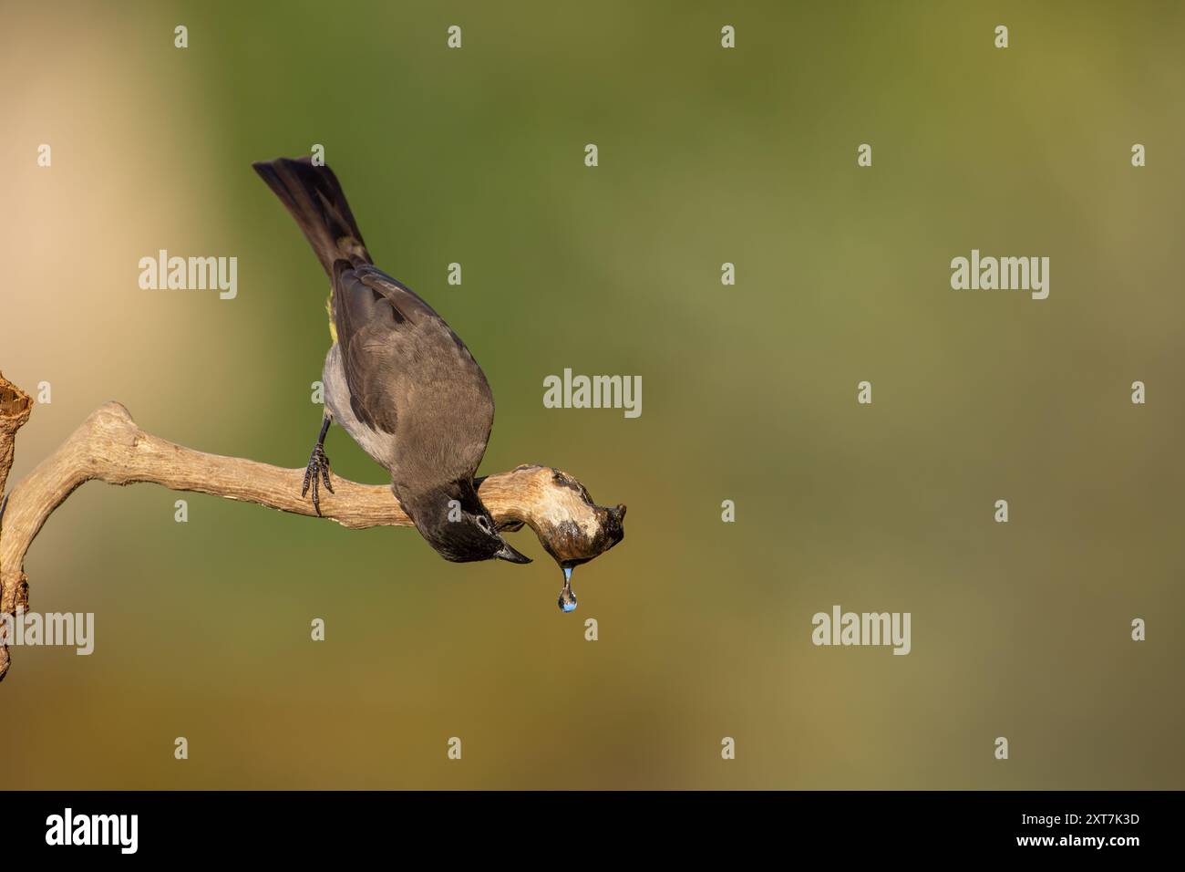 Bulbul à lunettes blanches (Pycnonotus xanthopygos) بلبل أصفر العجز boit une goutte d'eau d'une brindille photographiée en Israël Banque D'Images