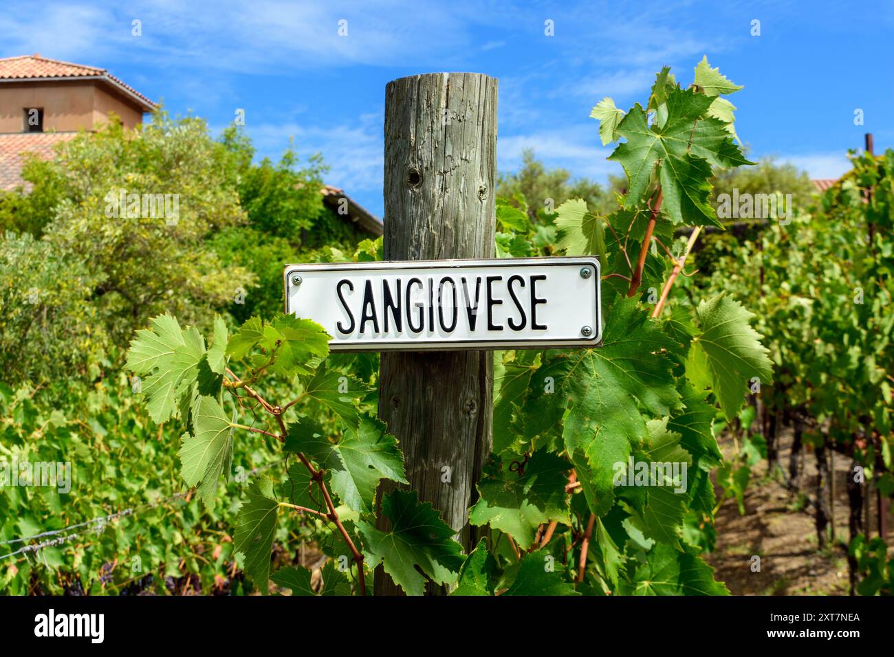 Panneau extérieur de variété de raisin de vin rouge Sangiovese sur poteau en bois dans le vignoble d'été. Gros plan Banque D'Images