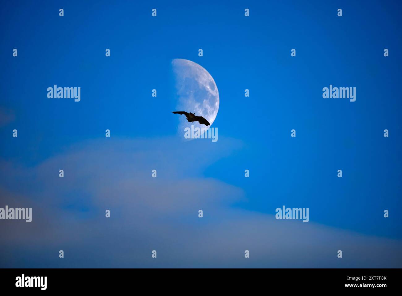 Silhouette de chauve-souris sur le fond de lune hath Banque D'Images