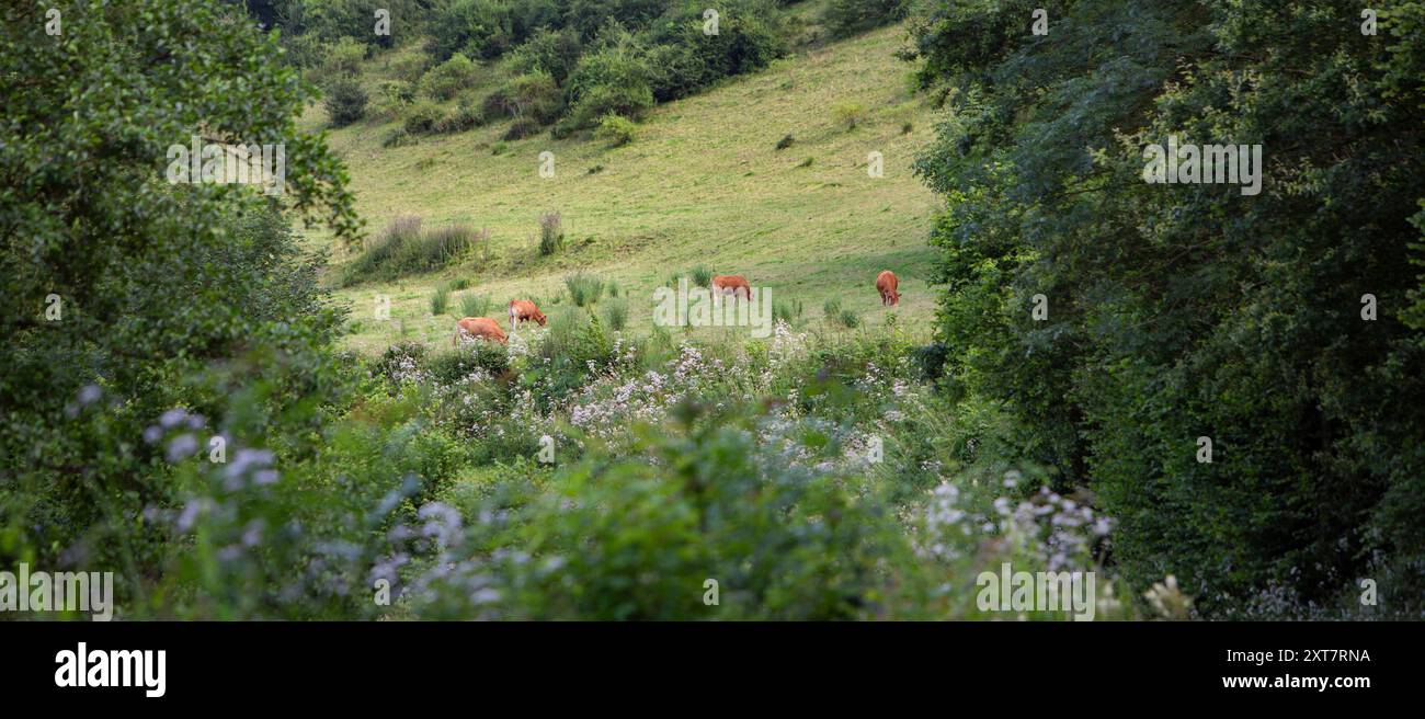 troupeau de vaches brunes pèle près de la forêt dans la région des ardennes françaises sur la colline avec forêt en été Banque D'Images