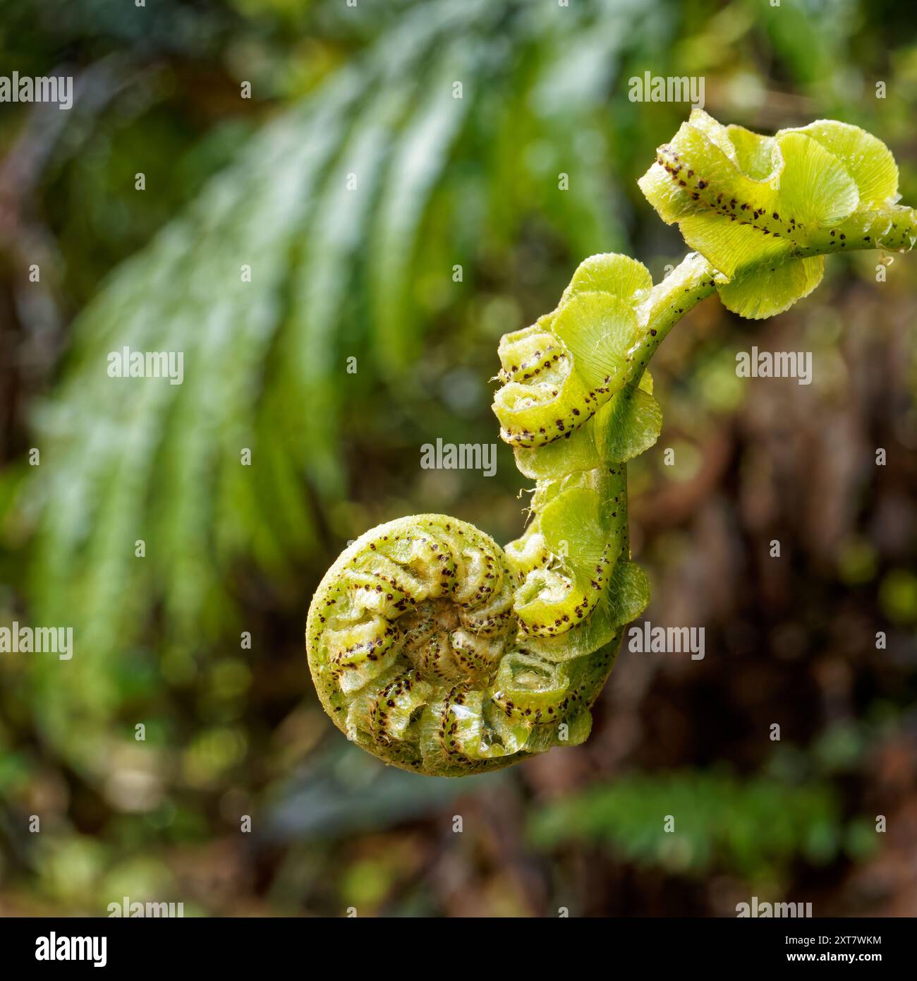 Vue de côté d'une nouvelle fronde de fougère appelée koru qui commence à se déployer dans une nouvelle feuille, Aotearoa / Nouvelle-Zélande. Banque D'Images