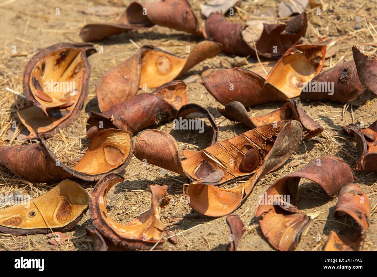 Gousses séchées de bois de zèbre ou de msasa (Brachystegia spiciformis) reposant sur le sol Banque D'Images