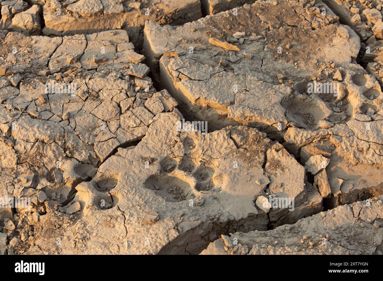 Lion (Panthera leo) traces dans la boue séchée sur les rives de la rivière Luangwa Banque D'Images