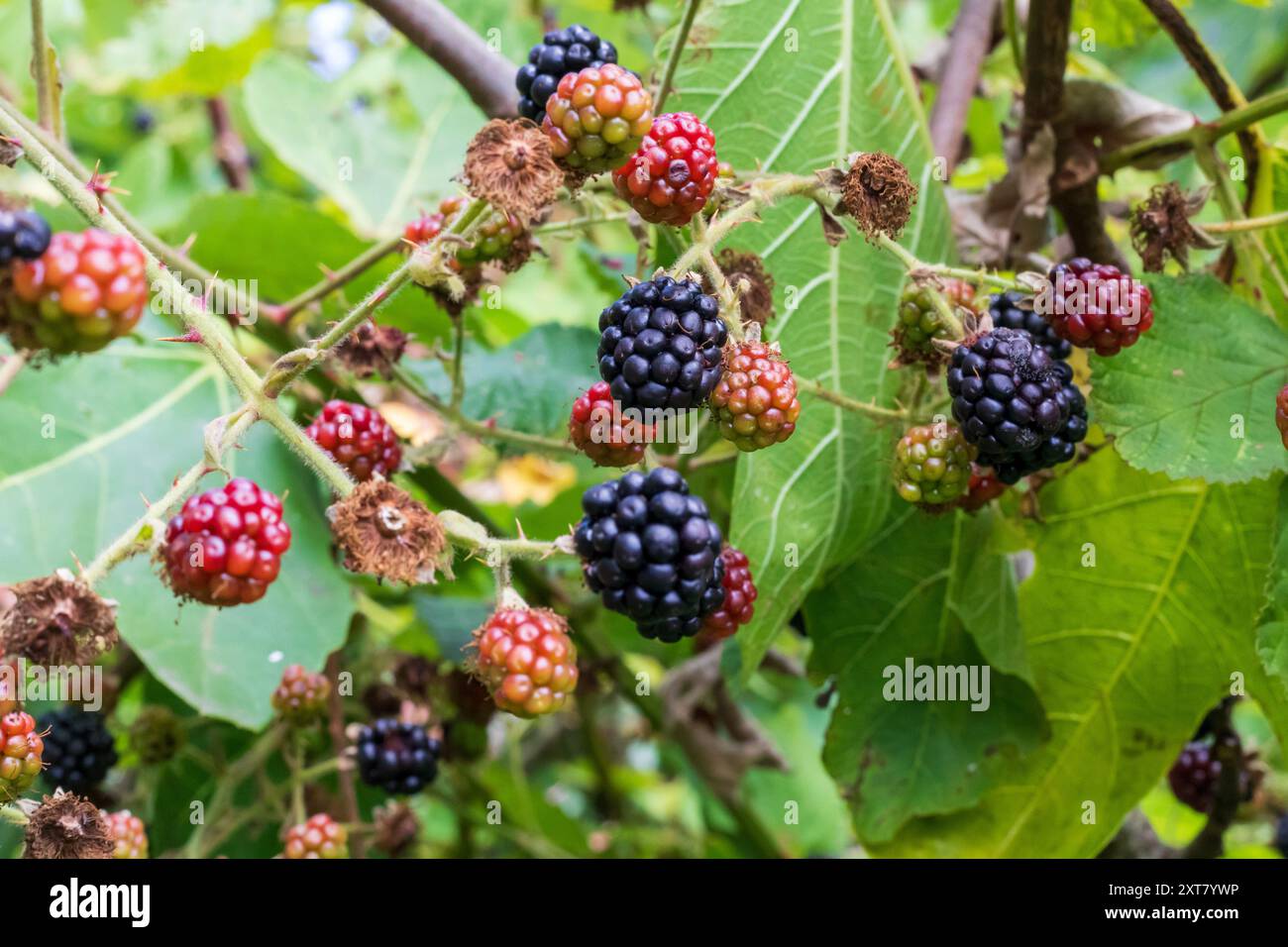 Mûres poussant sur un buisson de bramble, certains mûrs et prêts à être cueillis. ROYAUME-UNI Banque D'Images