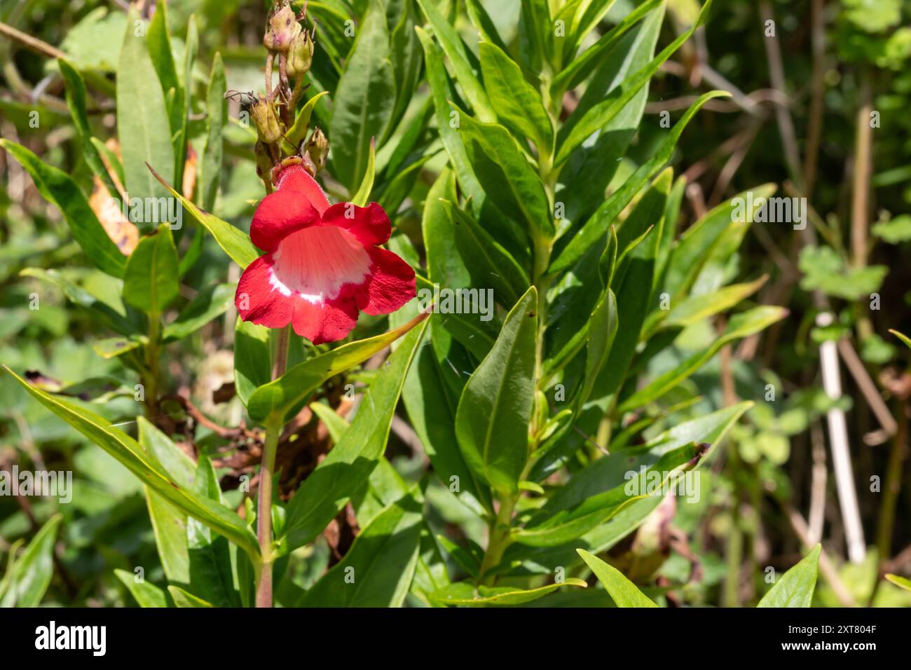 Penstemon hartwegii, Pep Talk Red Banque D'Images Penstemon hartwegii, Pep Talk Red Banque D'Images