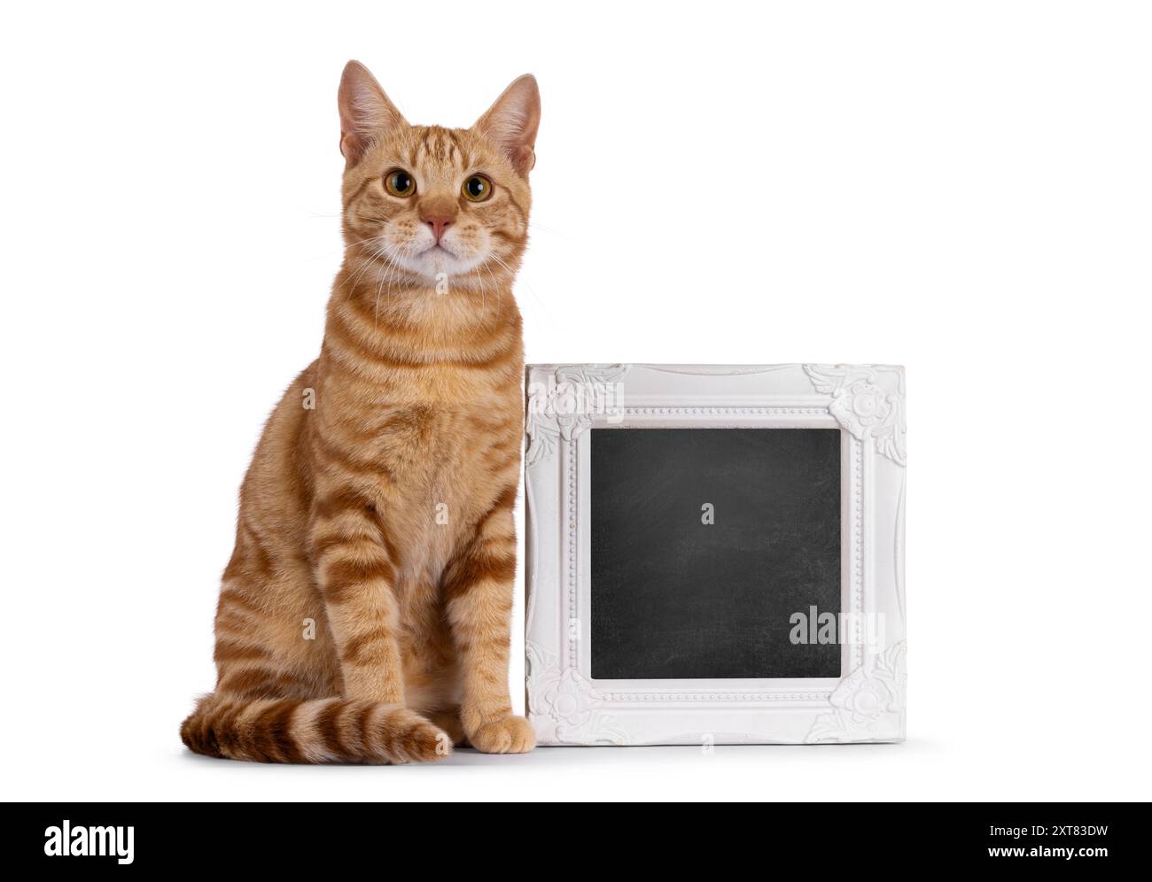 Beau jeune chat européen Shorthair de race pure, assis à côté avec un cadre photo rempli de balckboard. Je regarde directement la caméra. Isolé sur un blanc Banque D'Images