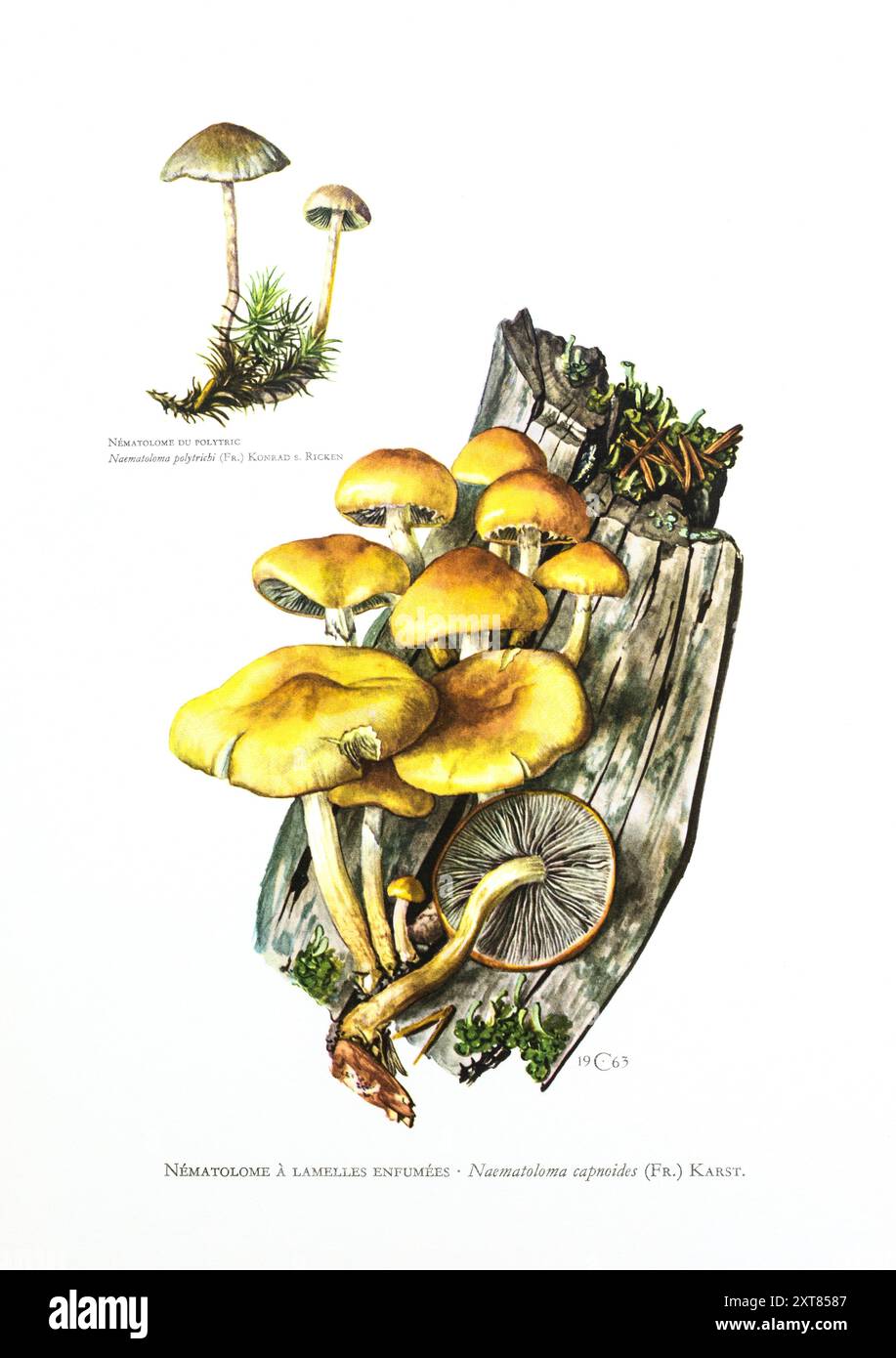 Illustration par Claus Caspari de la Collection de documents d'histoire naturelle de Naematoloma capnoides, champignons Naematoloma polytrichi. Banque D'Images