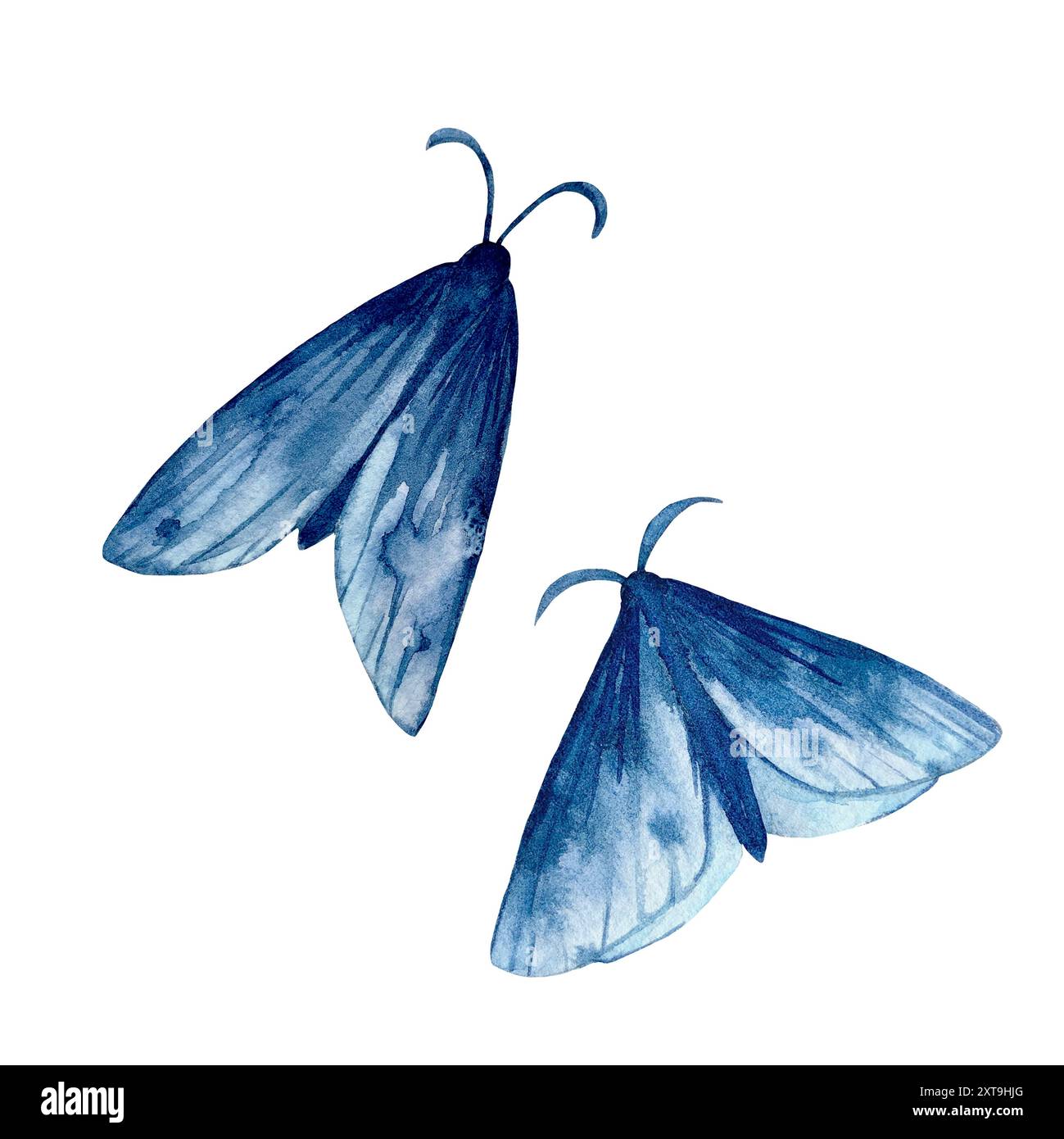 Illustration aquarelle de papillons bleu foncé isolée sur fond blanc. Papillon dessiné à la main. Banque D'Images