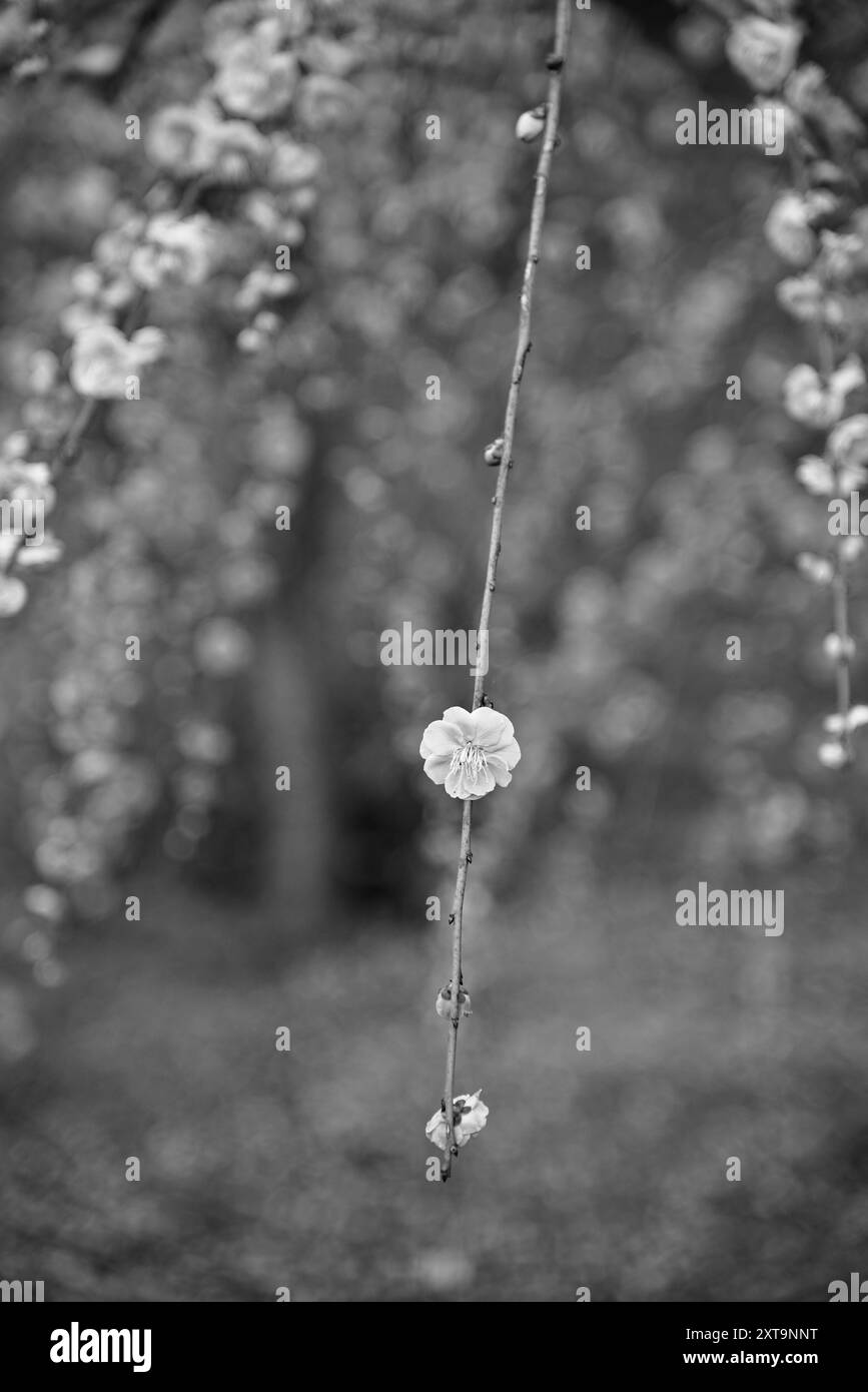 Image en noir et blanc de pruniers fleurissant au début du printemps au Japon en février 2024 Banque D'Images