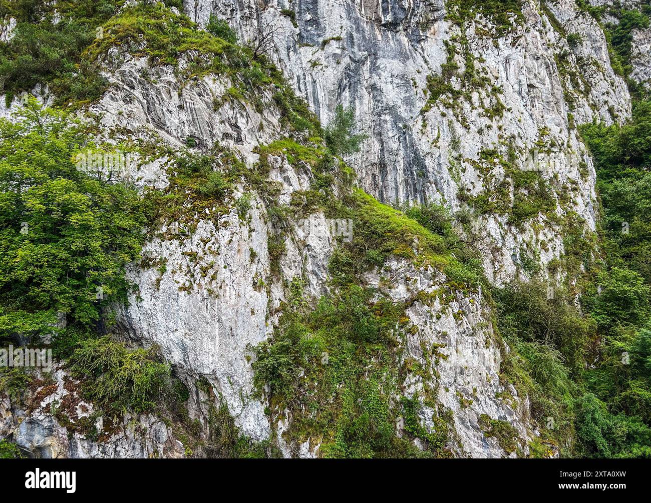 Mur vertical de roche montagneuse avec des zones de végétation verte. Banque D'Images