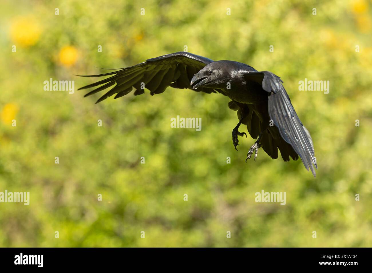 Corbeau commun volant dans une région de haute montagne avec des buissons avec des fleurs jaunes avec les dernières lumières d'un jour de printemps Banque D'Images