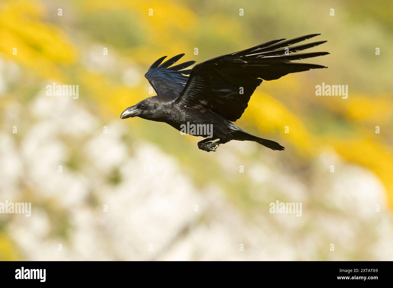 Corbeau commun volant dans une région de haute montagne avec des buissons avec des fleurs jaunes avec les dernières lumières d'un jour de printemps Banque D'Images