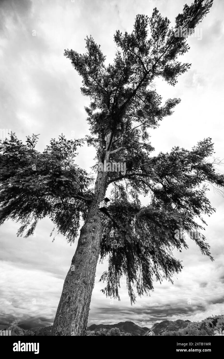 Paysage avec un arbre solitaire en noir et blanc. Banque D'Images