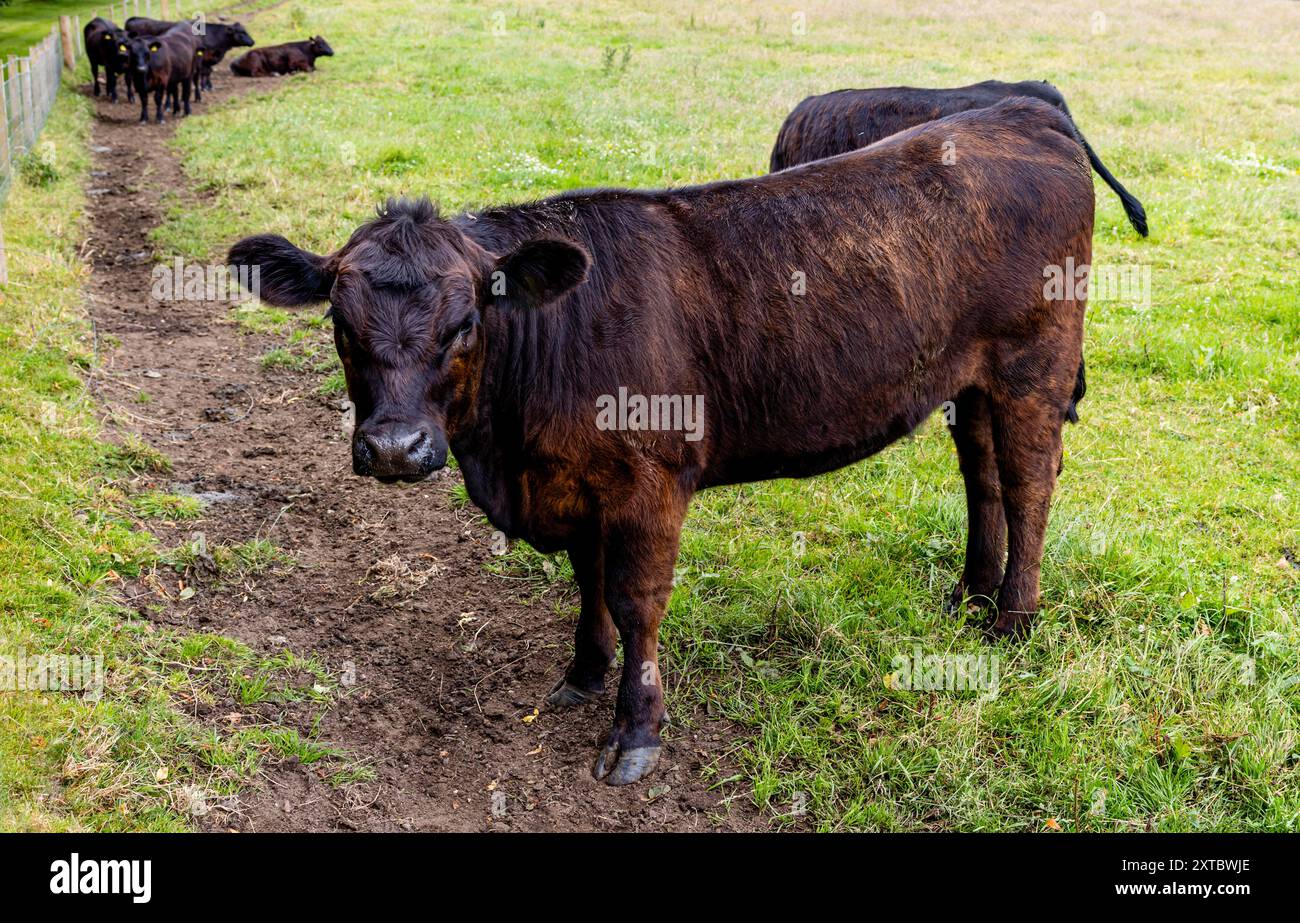 Portrait d'un jeune veau de bœuf brun foncé dans un champ. Portrait d'une jeune génisse de boeuf ou vache de veau journal regardant vers la caméra, debout dans une herbe Banque D'Images Portrait d'un jeune veau de bœuf brun foncé dans un champ. Portrait d'une jeune génisse de boeuf ou vache de veau journal regardant vers la caméra, debout dans une herbe Banque D'Images