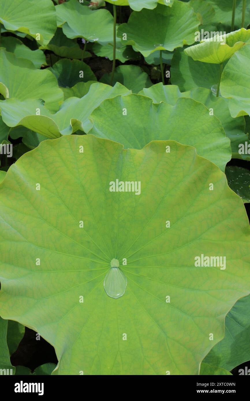 Eau de pluie recueillie sur des feuilles de lotus dans l'étang Shinobazu (parc Ueno) à Tokyo, Japon Banque D'Images