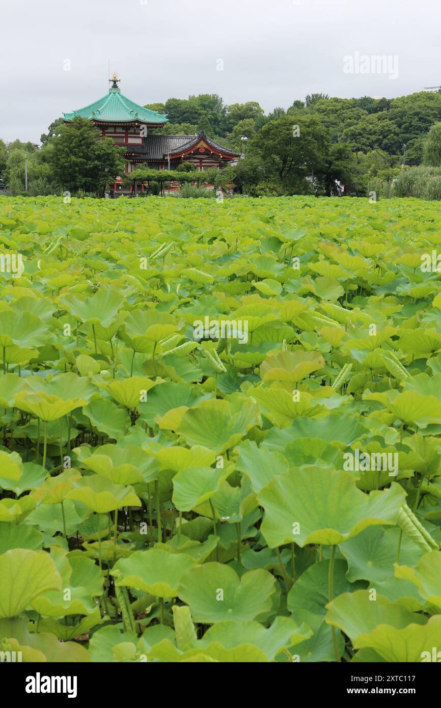 Feuilles de lotus vertes fraîches à l'étang Shinobazu (parc Ueno) à Tokyo, au Japon Banque D'Images