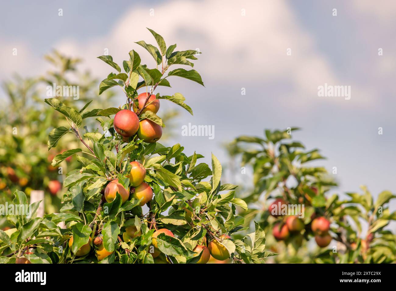 Pommes rouges mûres prêtes à être récoltées dans un verger hollandais à Gelderland, aux pays-Bas Banque D'Images