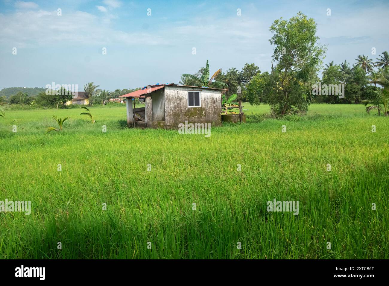 Maison de fermiers entourée de rizières vertes. Saison de la mousson et champ de riz. Agriculture. Cultures à Goa. agriculture biologique. Champ de rideau vert pendant R Banque D'Images