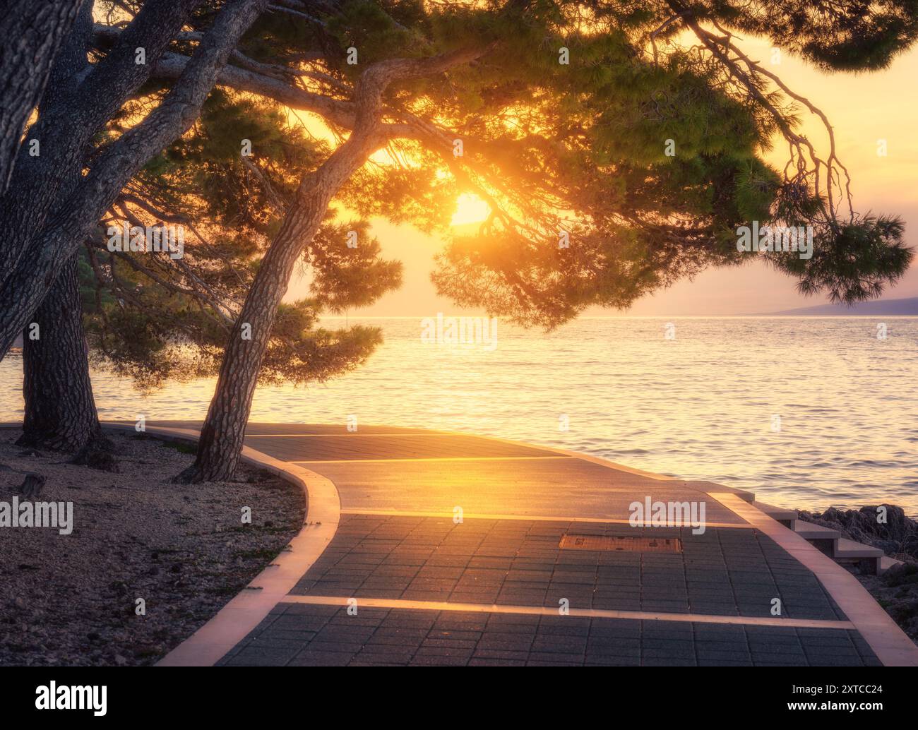 Promenade côtière sereine au coucher du soleil avec des pins luxuriants en été Banque D'Images
