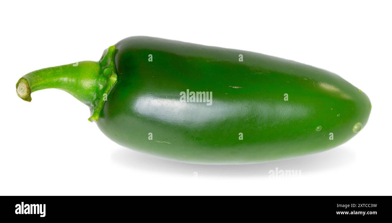 Un piment jalapeno vert isolé sur fond blanc avec ombre, Un piment vert (jalapeno), Un seul piment jalapeno Illustration de Vecteur
