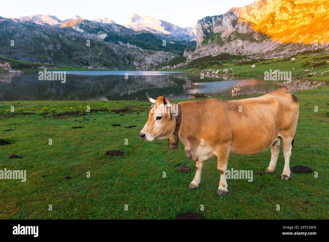Vache de race montagneuse asturienne se trouve sur une pelouse dans un parc national au coucher du soleil Banque D'Images