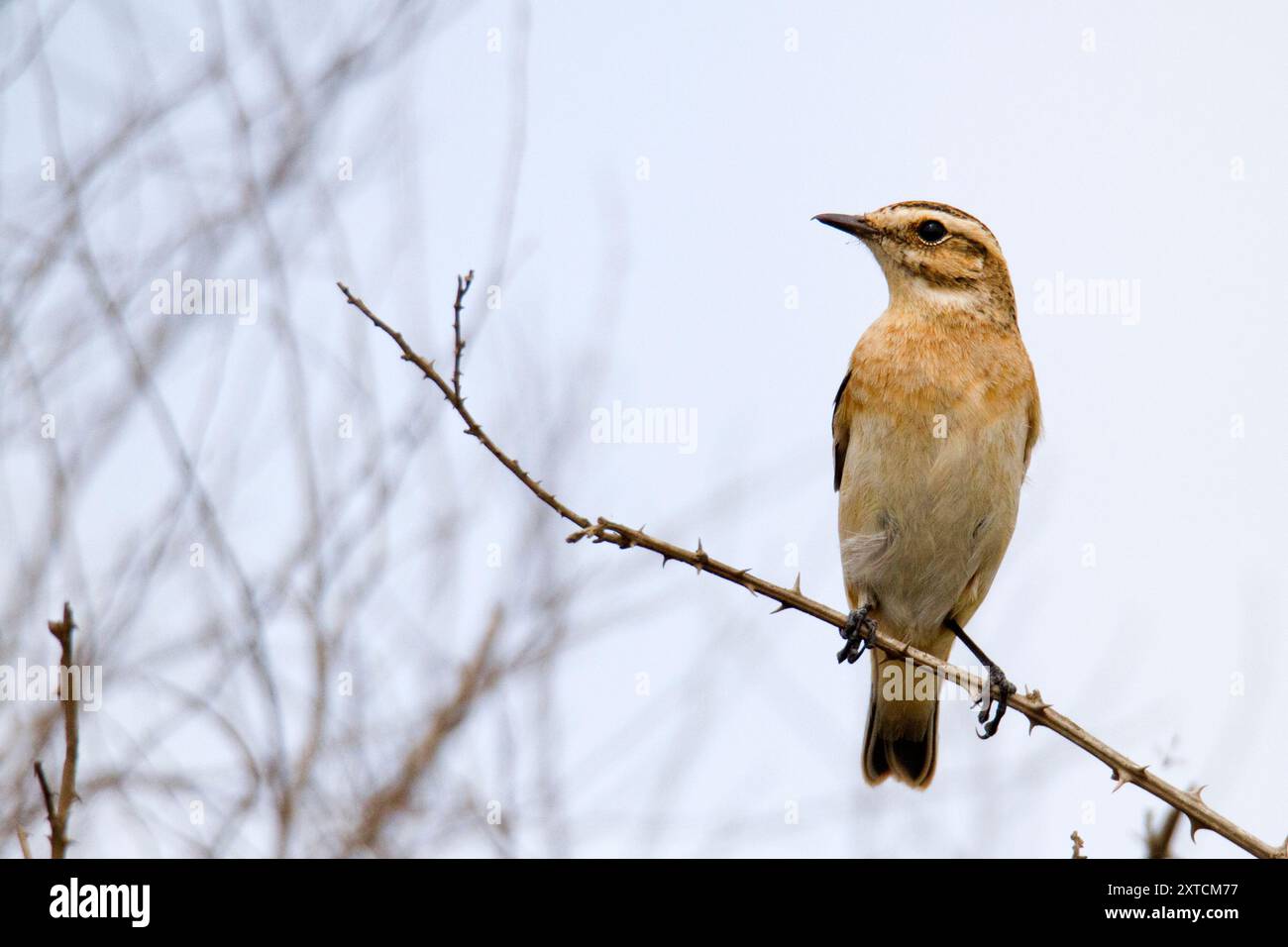 Femelle Whinchat (Saxicola rubetra) perchée sur une branche un petit oiseau migrateur qui se reproduit en Europe et en Asie occidentale et hiverne en Afrique. Banque D'Images