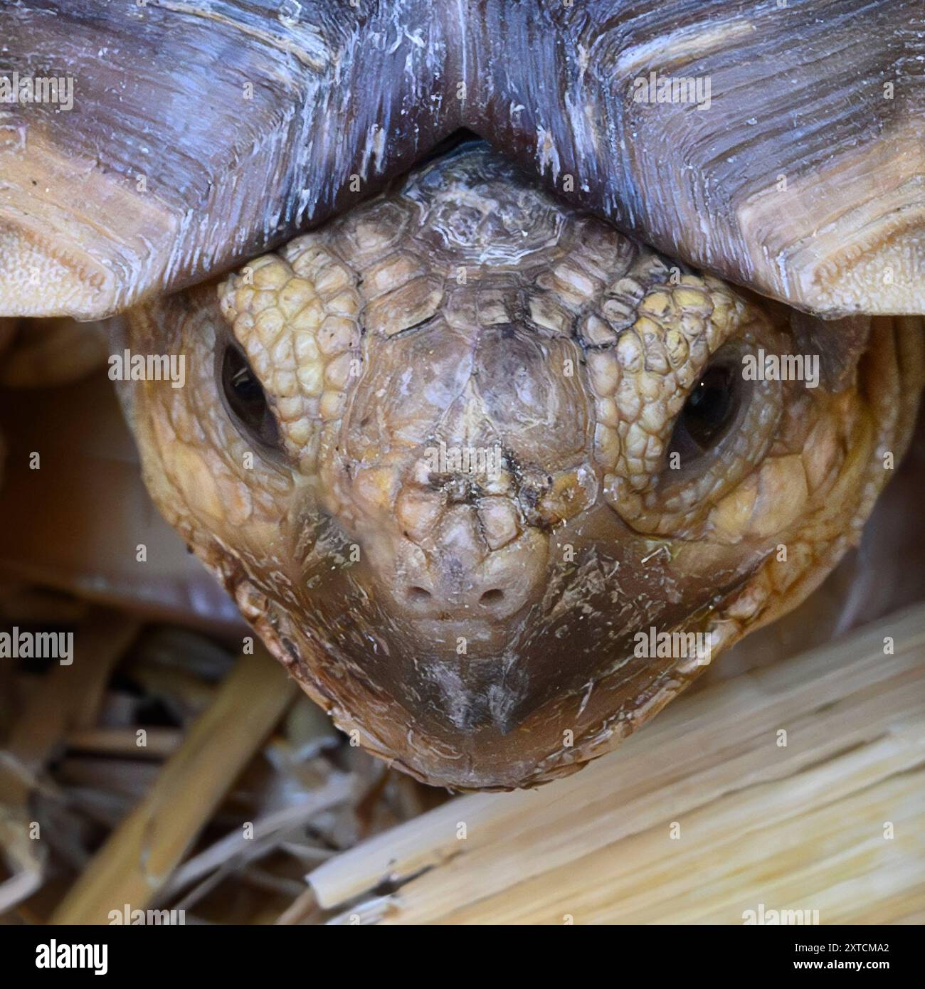 Tortue africaine (Centrochelys sulcata, également Geochelone sulcata), cette tortue est originaire de la bordure sud du désert du Sahara. C'est elle Banque D'Images