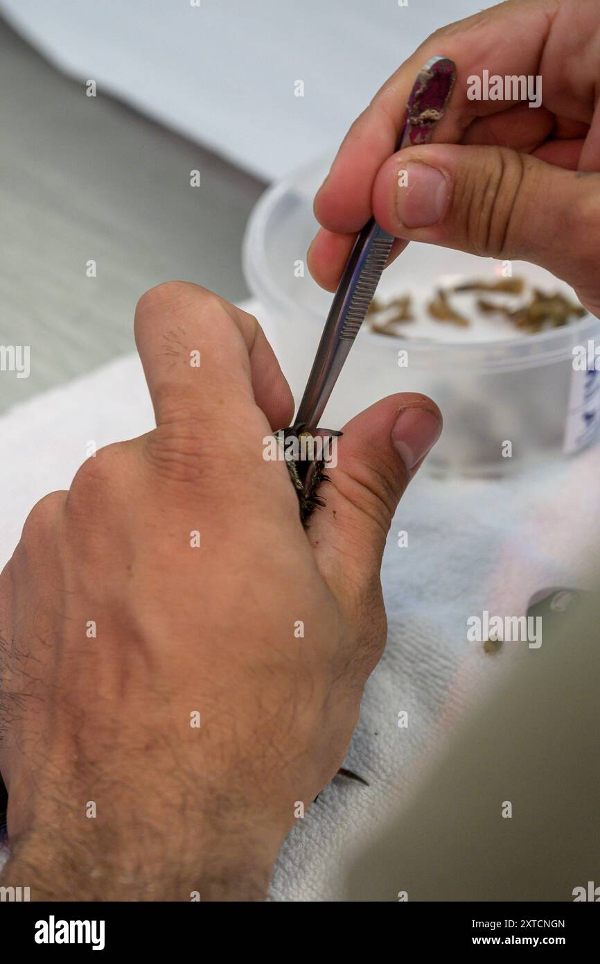 Nourrir à la main un poussin roux (Apus apus) orphelin avec de la nourriture pour insectes photographiée à l'Hôpital israélien de la faune, Ramat Gan, Israël Banque D'Images