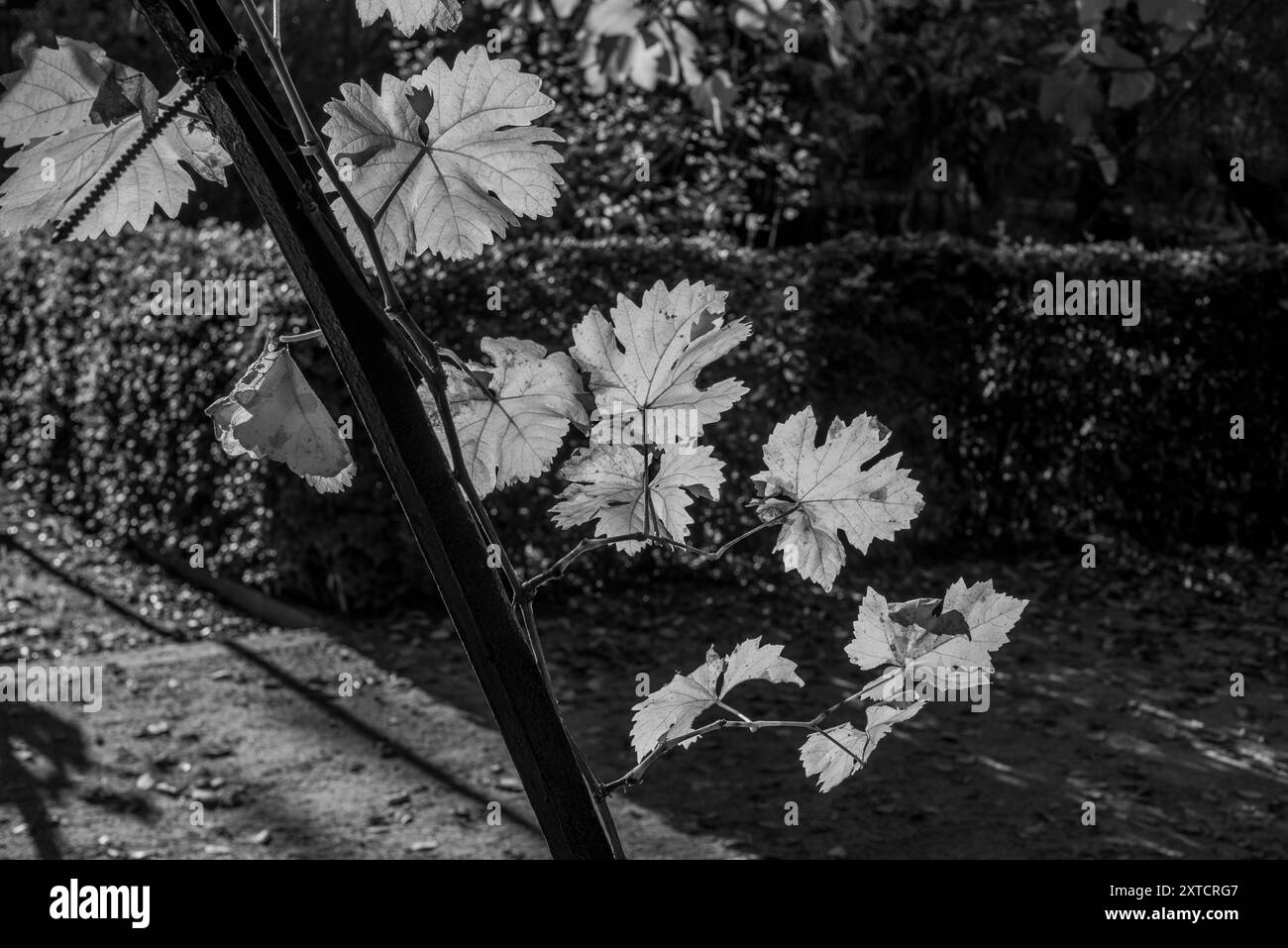 Gros plan de feuille de vigne en contre-jour à Madrid en Espagne Banque D'Images